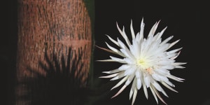 International viewers were transfixed by the once-a-year blooming of this rare quixotic cactus flower 