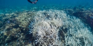 Bleaching on Stanley Reef,part of the 500 kilometre stretch of the Great Barrier Reef that copped a mass bleaching event last summer. 
