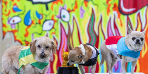 Mini mutts jockey for top dog honours in Melbourne Pup race