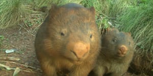 Wombats,cute,cuddly and mostly harmless.