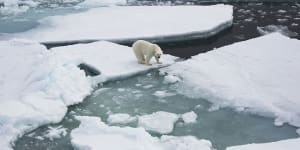 Polar bears are running out of habitat as the Arctic sea ice breaks up and melts.