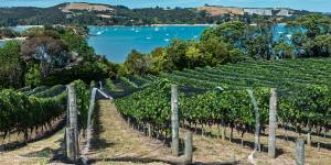 Waiheke is all about water and wine.
