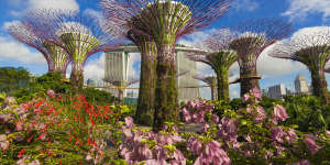 The beautifully surreal Supertrees at Gardens by the Bay.