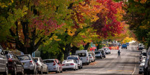 Deciduous trees throughout NSW and Victoria are turning autumn colours.