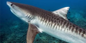 Tiger sharks in troubled waters as Queensland population plummets