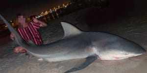 Two teens claim to have caught this bull shark in the Swan River on Wednesday night.