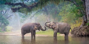 Asian elephants bathe in a forest.