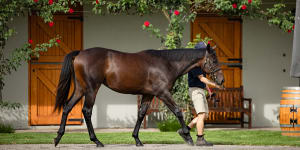 The Winx filly,also known as “Princess”,being paraded at the Coolmore Stud yearling barn.