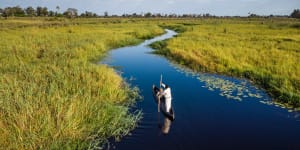 The Okavango River spreads over the delta and transforms the parched landscape into a luminous tapestry of greens and golds from May to October each year. 