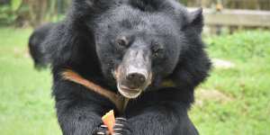 Tam Dao is Animals Asia’s second bear sanctuary,with the first in China.