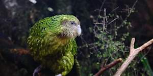 Kakapos are critically endangered in the wild.