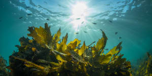 Golden kelp makes up the backbone of the reef,providing habitat and carbon sequestering services along 8000 kilometres of coastline. It’s vulnerable to spikes in heat.
