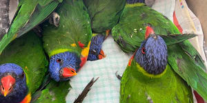 Thousands of rainbow lorikeets are unable to fly and vets don’t know why