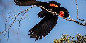 Red-tailed black cockatoo