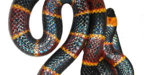 Researchers have found a unique property of Eastern Coral Snake venom which could lead to treatments of neurological disorders.