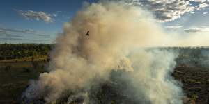 A black kite flies above a cool-burn fire lit by hunters earlier in the day,in Mamadawerre,Arnhem Land.