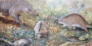 Scientists have unveiled three new species of monotreme,including the enigmatic “echidnapus”.