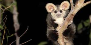 The greater glider has been listed as endangered in Victoria and NSW