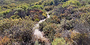 A tapestry of shrubs growing in coastal sandplains near Denmark,in south-west Western Australia.
