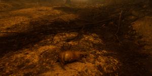 Bushfires. Cobargo,a town on the NSW south coast that has been devastated by bushfires yesterday. Photo shows a dead cow on the bottom of a dried out,burnt stream to the south west of the town. Photographed Wednesday 1st December 2020. Photograph by James Brickwood. SMH NEWS 200101