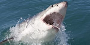 ‘Ineffective’:South West shark drumlines trial to end next week