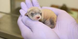 “People just fell in love with Elizabeth Ann,” Novak says of the cloned blackfooted ferret,pictured here as a baby.