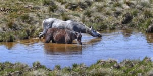 Brumbies to be culled under draft plan for Kosciuszko National Park
