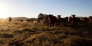Cattle on a farm in NSW. Beef production is one of the contributors to land clearing in the state.