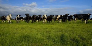 Trials of new technology to stop cows’ burps contributing to global warming will get under way. 
