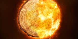 Tree rings capture proof of enormous radiation storms