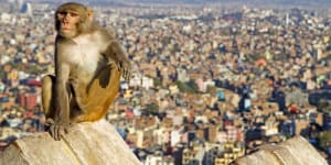 Rhesus macaque on the walls of Swayambhunath,the so-called Monkey Temple overlooking Kathmandu.