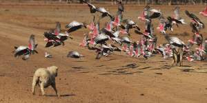 No relief in sight:galahs attracted to the feed on the ground for sheep on Rowan Cleaver's property at Duck Creek near Nyngan,NSW,earlier this month.