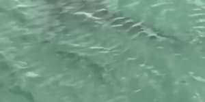 WA beach closed after shark spotted swimming inside shark net