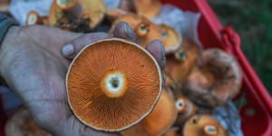 Mushroom hospitalisations jump amid ‘foraging’ craze