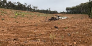 Area near Nanga Brook rehabilitated by Alcoa. August 2021.