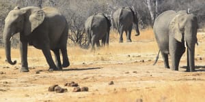 Win for endangered animals at global wildlife conference