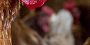 ‘Free-range’ label to stay when chickens locked down to contain bird flu