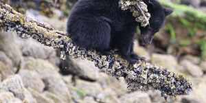 A black bear inspects the foreshore.