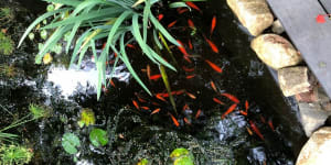 40 goldfish netted from Queensland home pond in bizarre theft