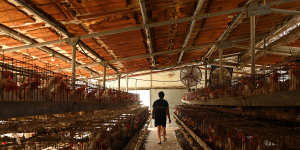 Thai farmworkers on a chicken farm in Margaliot,Israel. Thais comprise a great proportion of Israel farmworkers due to a labour deal between the two countries.