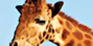 Safari suite ... giraffes roam the fields at Western Plains Zoo.