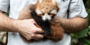 Red panda breeding program produces triplets for the first time