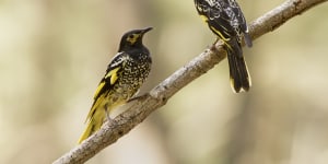 Song of survival:Regent honeyeaters learn wild melody to save the species