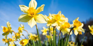 It’s officially daffodil season:Here’s how to grow your own