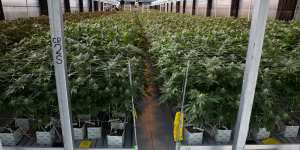 A medicinal cannabis farm at an undisclosed location in NSW that will legally produce large quantities of cannabis oil.