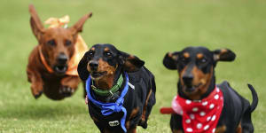 Sausage dog races prove a sizzling success for town of Inverleigh