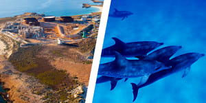 Varanus Island dolphins WAtoday Santos. Pictures:Supplied/File