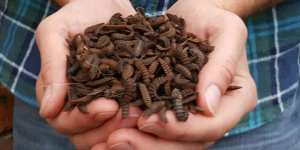 Larvae will munch through more than a tonne of food waste each day at Howard Smith Wharves.