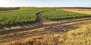 Why this WA vineyard is Australia’s best (spoiler:it’s not in Margaret River)