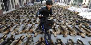 A boy rides his bicycle over the fur of raccoon dogs at a fur market in Chongfu township,Zhejiang province,China.